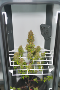 Door Transparent Plant 3