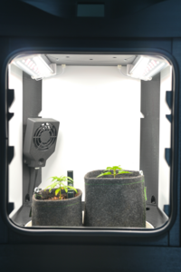 Mini Black open plants front 2