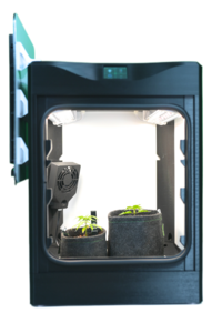 Mini Black open plants front